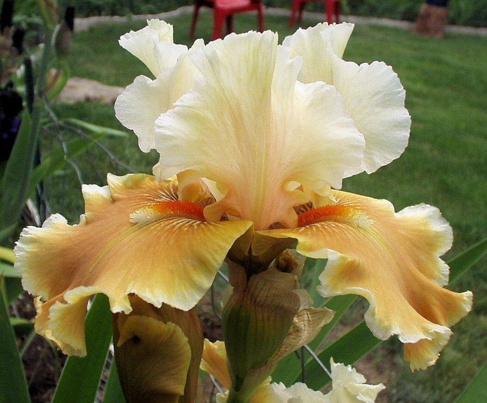 Photo of Tall Bearded Iris (Iris 'Fondation Van Gogh') uploaded by Bloomers