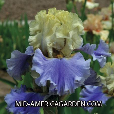 Photo of Tall Bearded Iris (Iris 'All Ashore') uploaded by Calif_Sue
