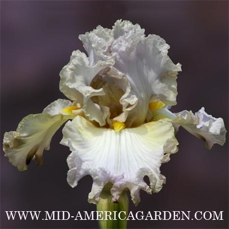 Photo of Tall Bearded Iris (Iris 'Au Contraire') uploaded by Calif_Sue