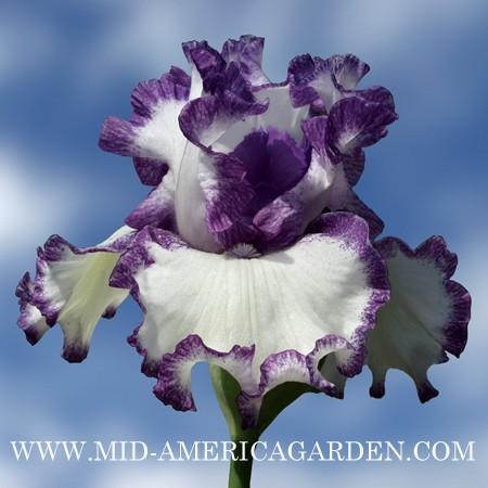 Photo of Tall Bearded Iris (Iris 'Barbara May') uploaded by Calif_Sue