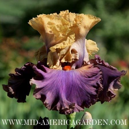 Photo of Tall Bearded Iris (Iris 'Air of Mystery') uploaded by Calif_Sue