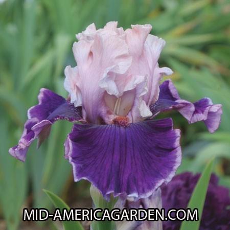 Photo of Tall Bearded Iris (Iris 'Beauty Contest') uploaded by Calif_Sue