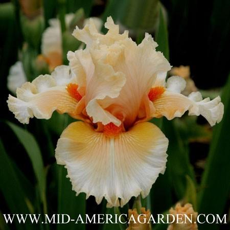 Photo of Tall Bearded Iris (Iris 'All My Dreams') uploaded by Calif_Sue