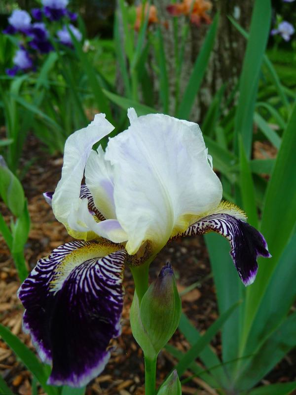 Photo of Miniature Tall Bearded Iris (Iris 'Frosted Velvet') uploaded by Lestv