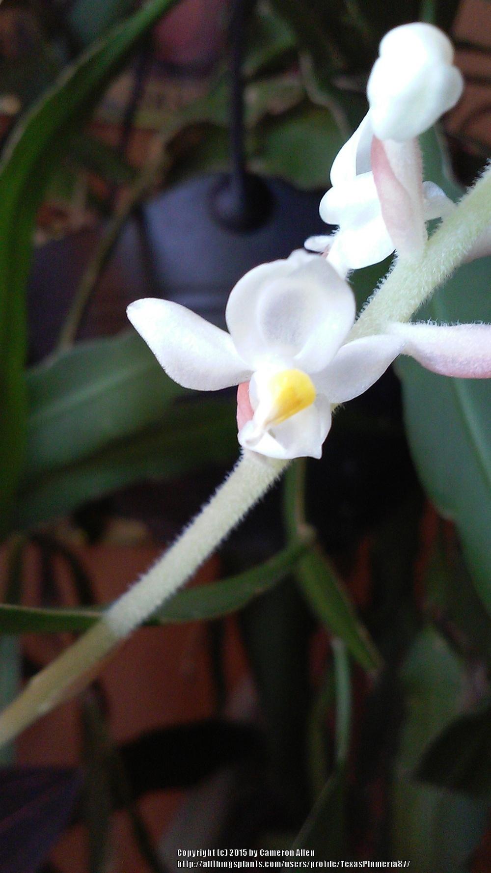 Photo of Jewel Orchid (Ludisia discolor) uploaded by TexasPlumeria87