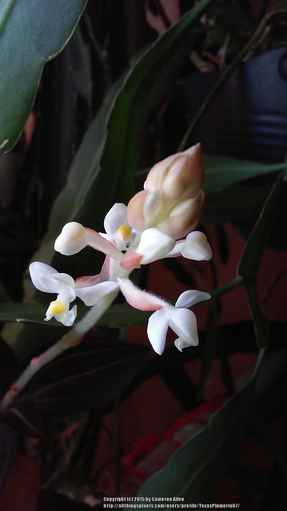 Photo of Jewel Orchid (Ludisia discolor) uploaded by TexasPlumeria87