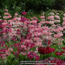 Location: Harlow Carr garden, Yorkshire, UK
Date: 2013-06-14
The garden is famous for it's strain of candelabra primroses in t