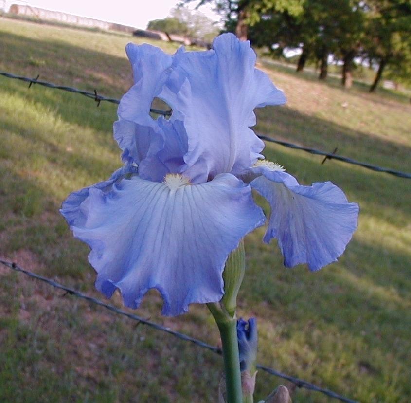 Photo of Tall Bearded Iris (Iris 'Millrace') uploaded by needrain