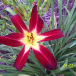Location: Wisconsin
Date: 2012-07-05
A beautiful "star" in the garden.