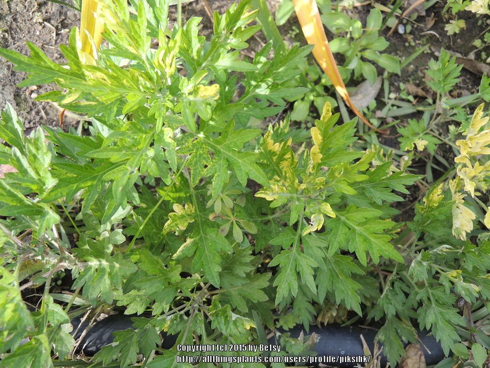 Photo of Variegated Mugwort (Artemisia vulgaris Oriental Limelight) uploaded by piksihk