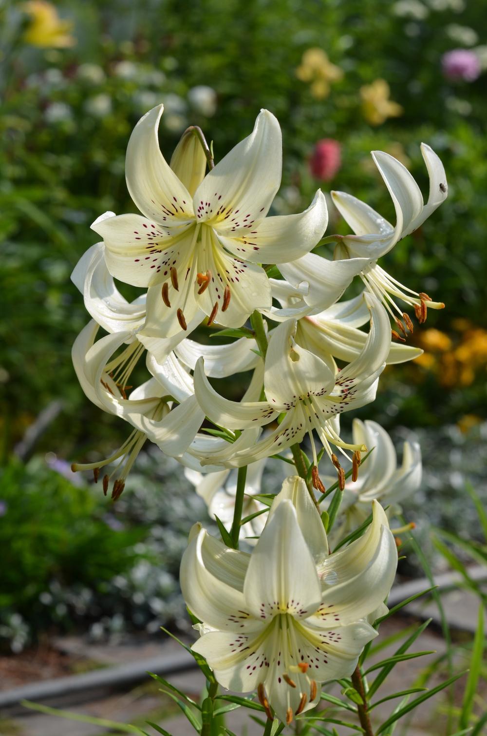 Photo of Lily (Lilium 'Sweet Surrender') uploaded by Anne