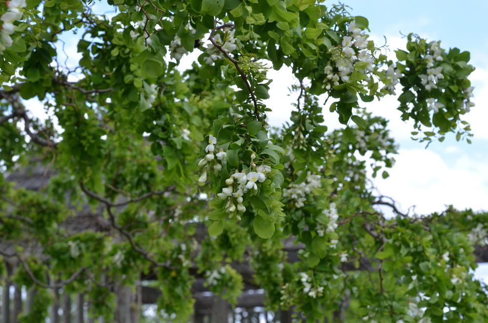 Photo of Black Locust (Robinia pseudoacacia Twisty Baby™) uploaded by Anne