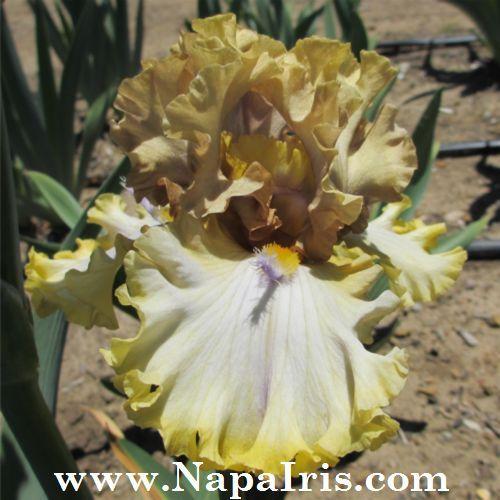 Photo of Tall Bearded Iris (Iris 'Zlatovláska') uploaded by Calif_Sue
