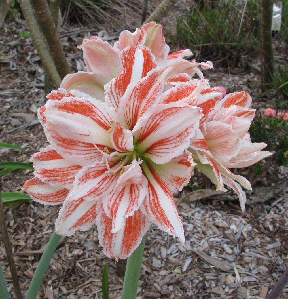 Photo of Amaryllis (Hippeastrum 'Dancing Queen') uploaded by Dutchlady1