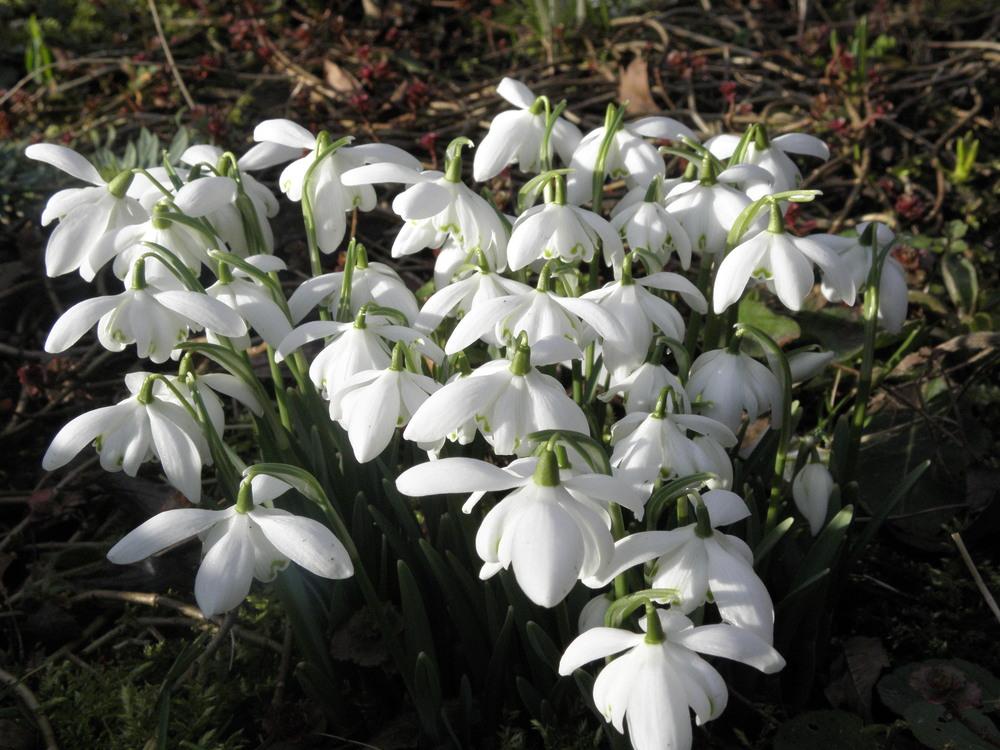 Photo of Double Common Snowdrop (Galanthus nivalis 'Flore Pleno') uploaded by Galanthophile