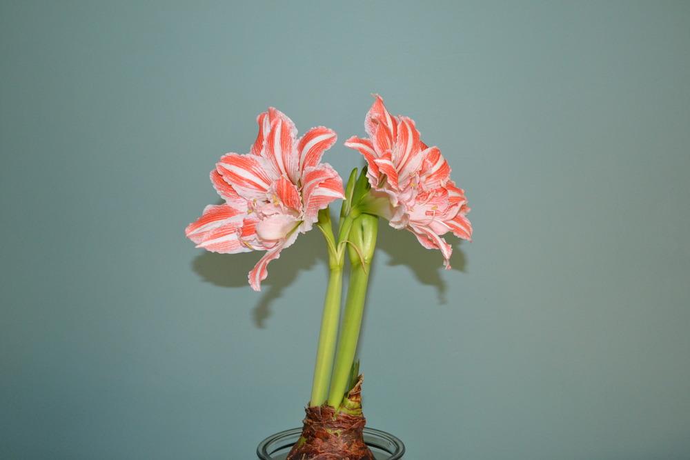 Photo of Amaryllis (Hippeastrum 'Dancing Queen') uploaded by HollyAnnS