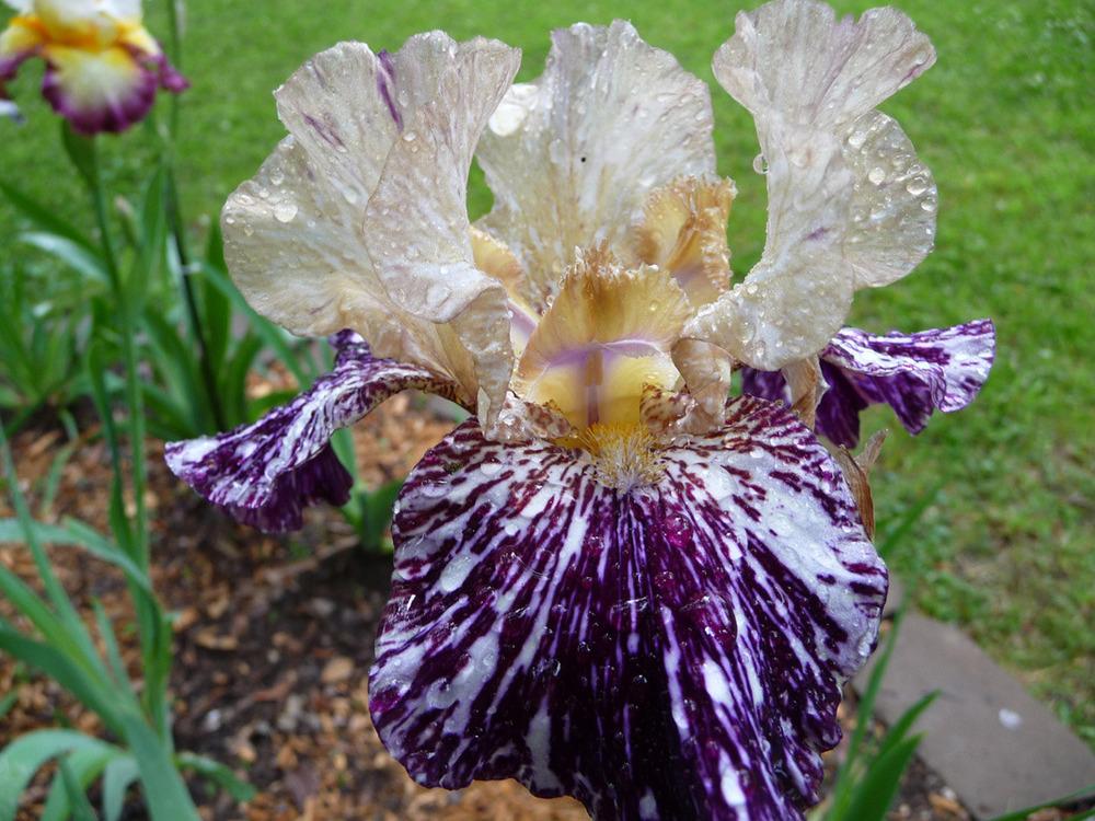 Photo of Tall Bearded Iris (Iris 'Gnus Flash') uploaded by Lestv