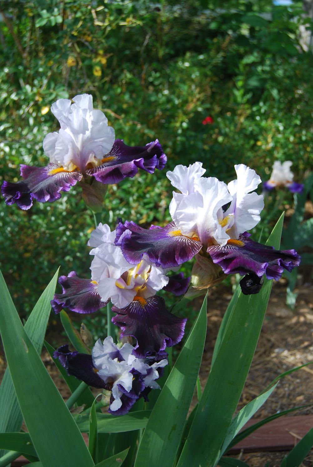 Photo of Tall Bearded Iris (Iris 'Gallant Theme') uploaded by Phillipb2