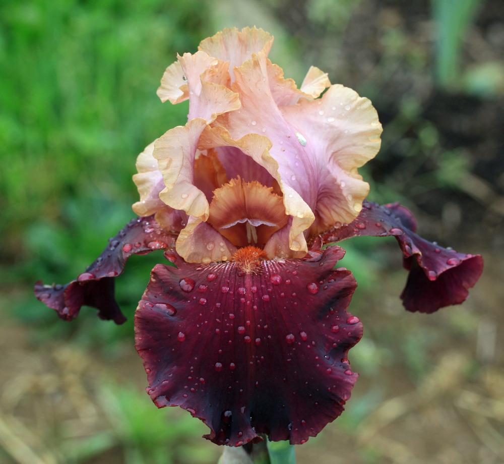 Photo of Tall Bearded Iris (Iris 'Oh Jamaica') uploaded by Snork