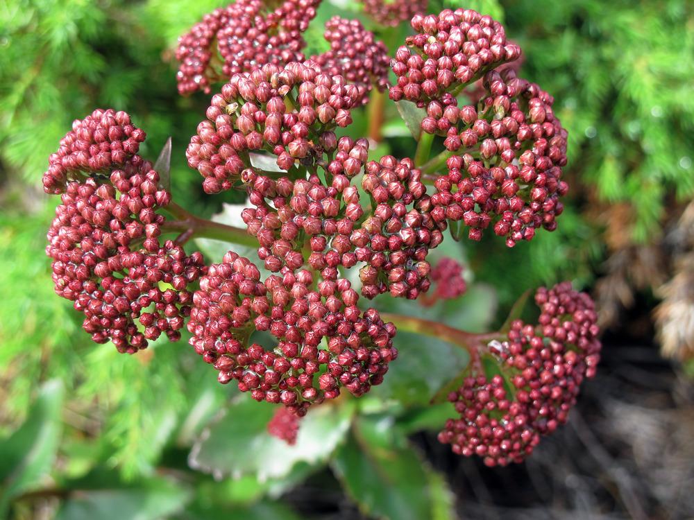 Photo of Rosewort (Rhodiola rosea) uploaded by admin