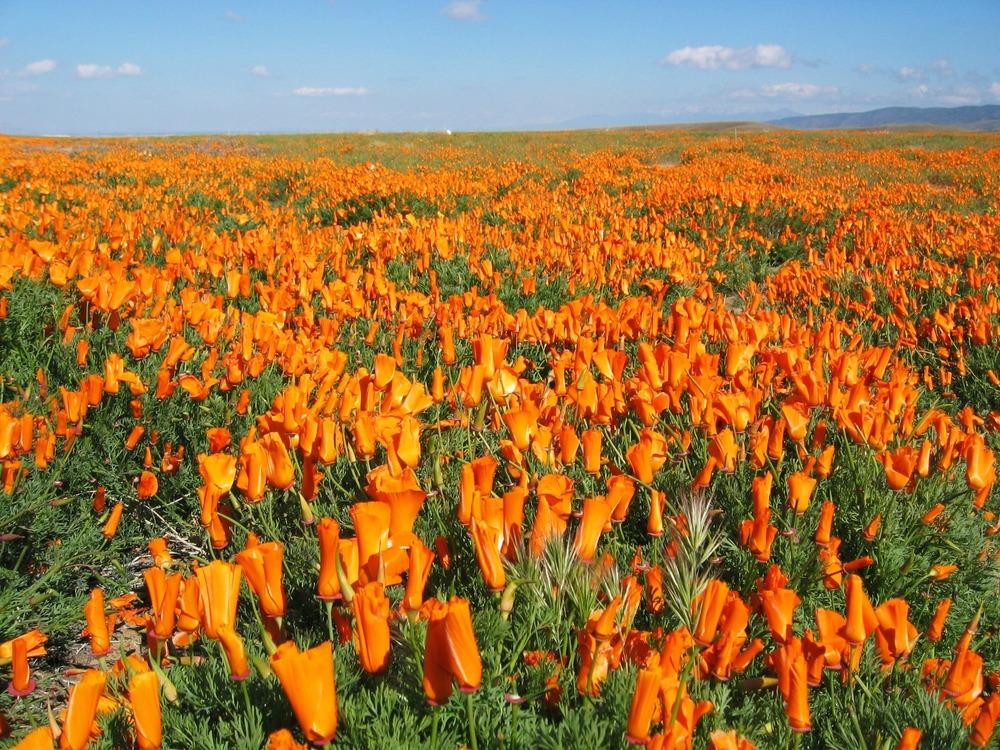 Photo of California Poppy (Eschscholzia californica) uploaded by admin