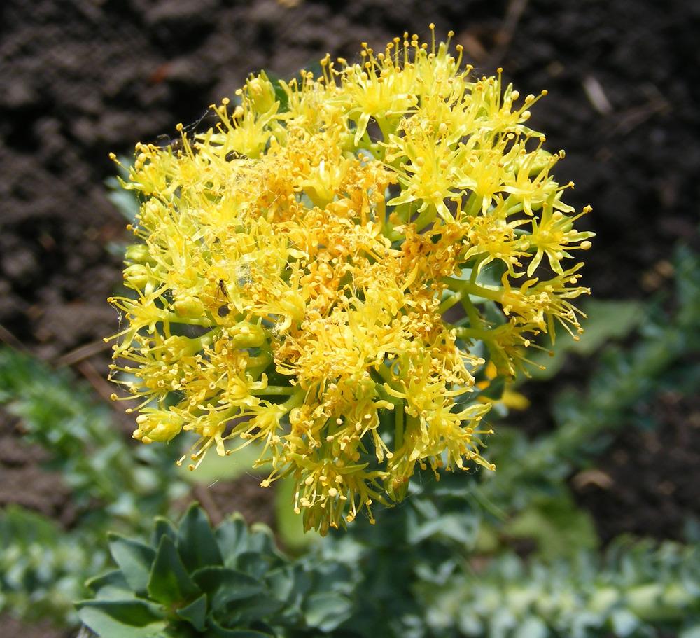 Photo of Rosewort (Rhodiola rosea) uploaded by admin