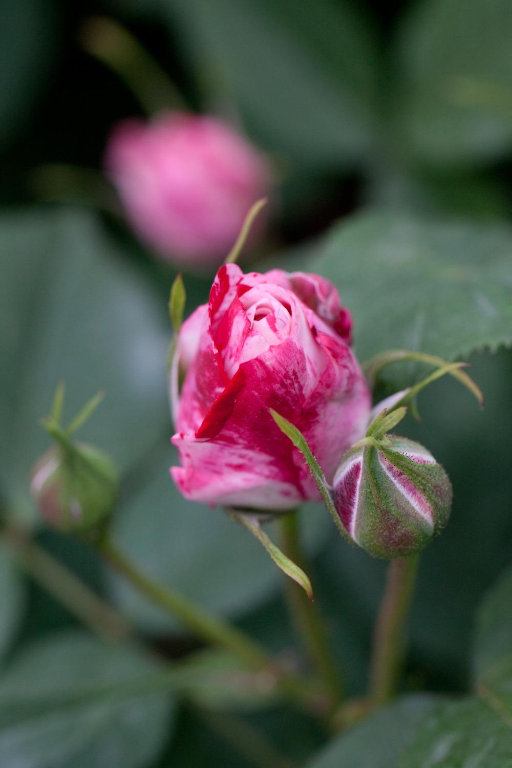 Photo of Rose (Rosa 'Arabesque') uploaded by admin
