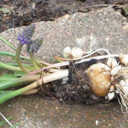 Location: Indiana zone 5
Date: 2013-04-17
bulb with attached bulblets