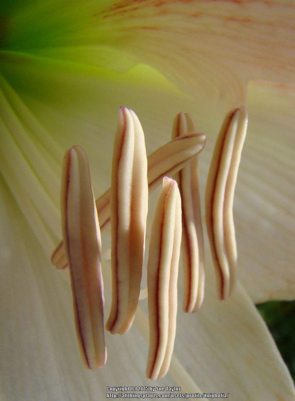 Photo of Amaryllis (Hippeastrum 'Apple Blossom') uploaded by kniphofia