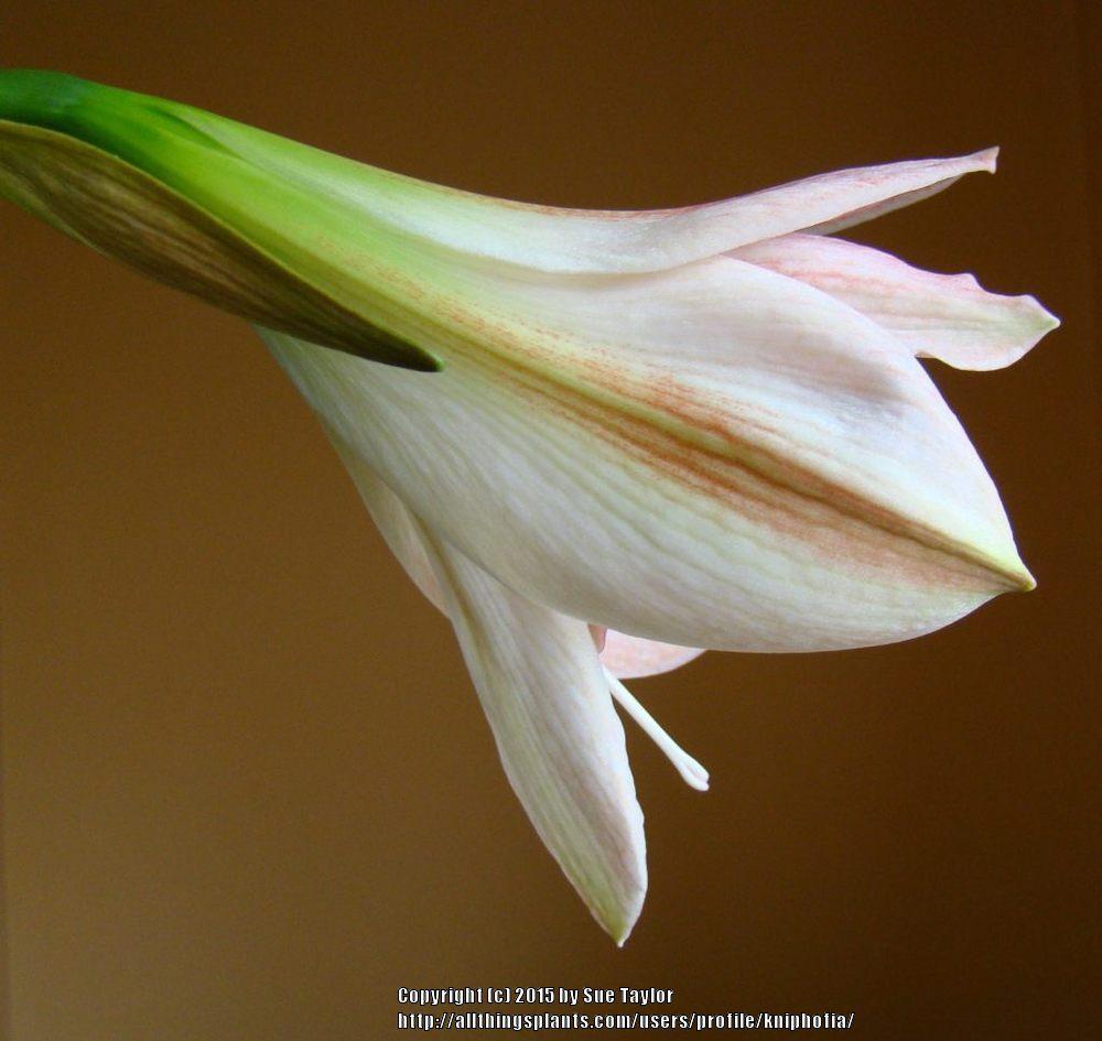 Photo of Amaryllis (Hippeastrum 'Apple Blossom') uploaded by kniphofia
