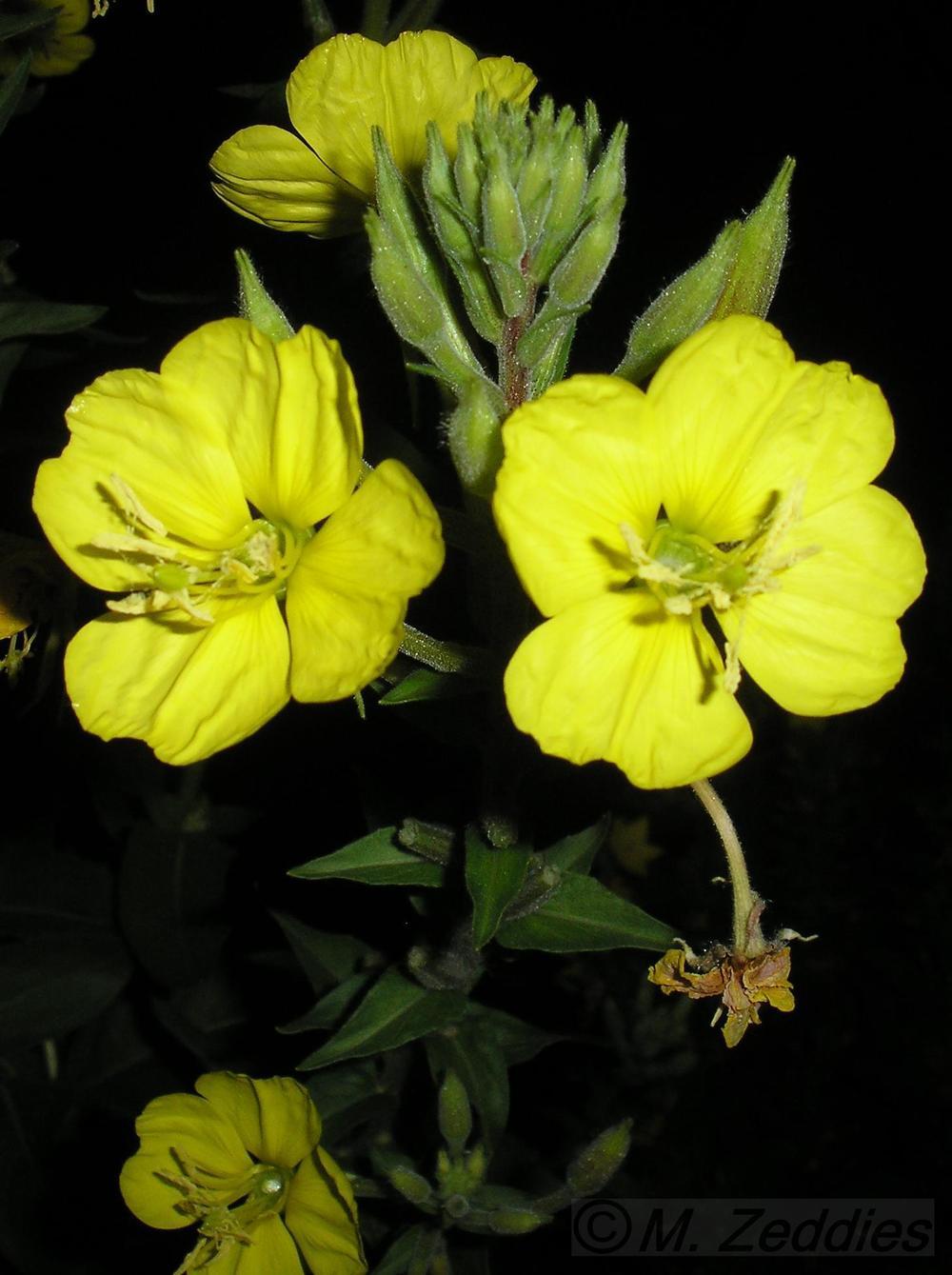 Photo of Common Evening Primrose (Oenothera biennis) uploaded by ladymary5