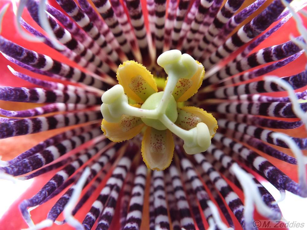 Photo of Passionflower (Passiflora alata) uploaded by ladymary5
