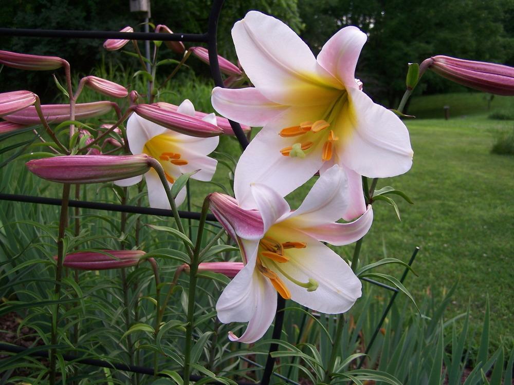 Photo of Regal Lily (Lilium regale) uploaded by petruske