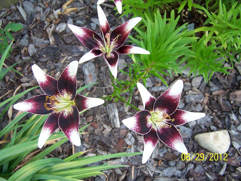 Photo of Lily (Lilium 'Netty's Pride') uploaded by petruske