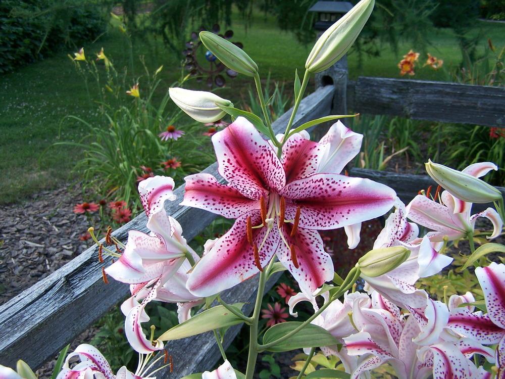 Photo of Oriental Lily (Lilium 'Dizzy') uploaded by petruske