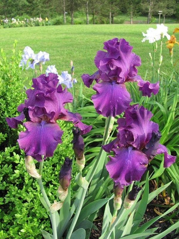 Photo of Tall Bearded Iris (Iris 'Gypsy Romance') uploaded by starwoman