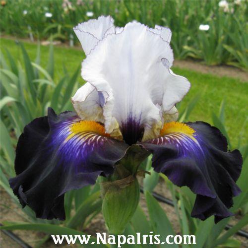 Photo of Tall Bearded Iris (Iris 'Grace upon Grace') uploaded by Calif_Sue