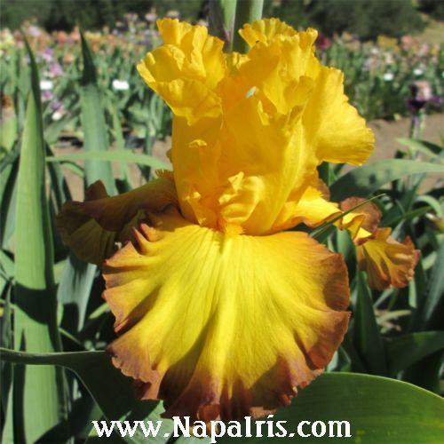 Photo of Tall Bearded Iris (Iris 'Ray Dale Kerr') uploaded by Calif_Sue