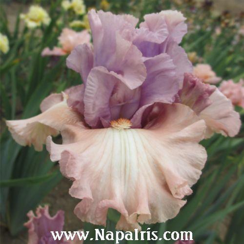 Photo of Tall Bearded Iris (Iris 'Role Reversal') uploaded by Calif_Sue