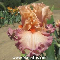 
Date: 2013-04-23
Photo courtesy of Napa Country Iris Garden