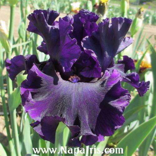 Photo of Tall Bearded Iris (Iris 'Noble Gesture') uploaded by Calif_Sue