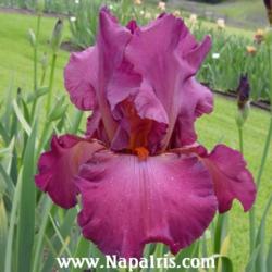 
Date: 2003-04-16
Photo courtesy of Napa Country Iris Garden