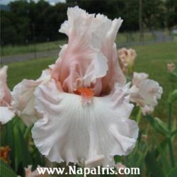 
Date: 2012-01-17
Photo courtesy of Napa Country Iris Garden