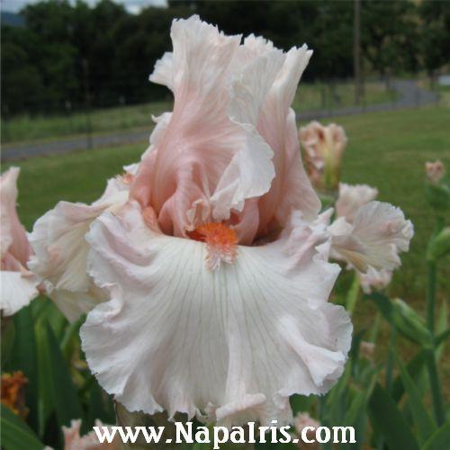 Photo of Tall Bearded Iris (Iris 'Hopeless Romantic') uploaded by Calif_Sue