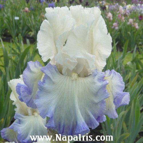 Photo of Tall Bearded Iris (Iris 'Ocean Clouds') uploaded by Calif_Sue