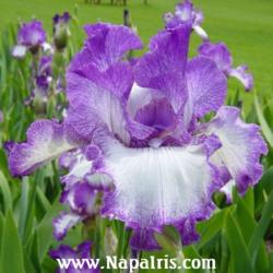 
Date: 2003-04-17
Photo courtesy of Napa Country Iris Garden