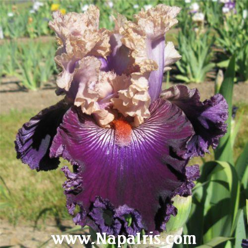 Photo of Tall Bearded Iris (Iris 'Rags to Riches') uploaded by Calif_Sue