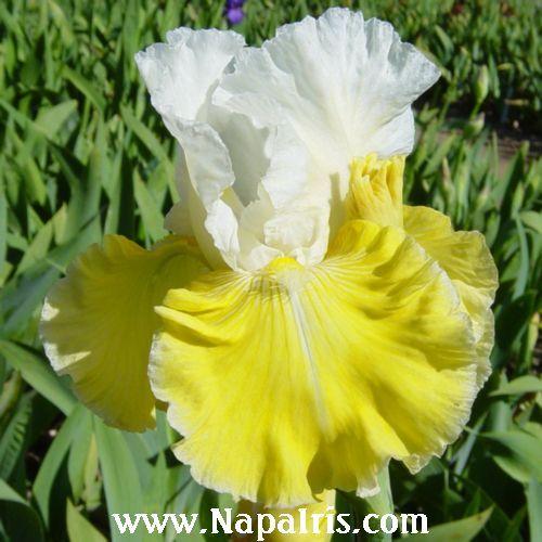 Photo of Tall Bearded Iris (Iris 'Lemon Cloud') uploaded by Calif_Sue