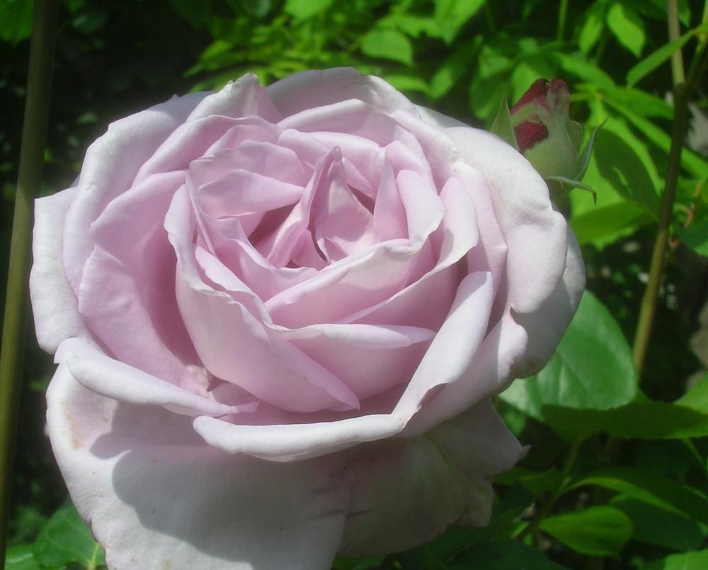 Photo of Rose (Rosa 'Blue Moon') uploaded by admin