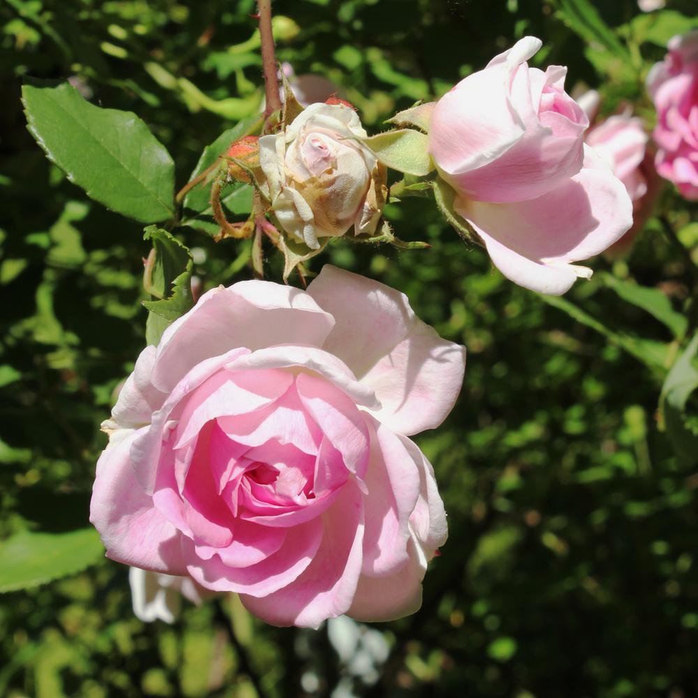 Photo of Rose (Rosa 'Champneys' Pink Cluster') uploaded by admin